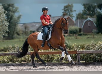 PRE Mix, Hengst, 5 Jahre, 163 cm, Dunkelbrauner
