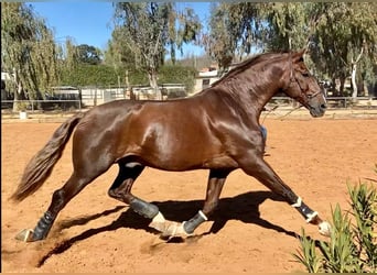 PRE Mix, Hengst, 5 Jahre, 163 cm, Dunkelfuchs