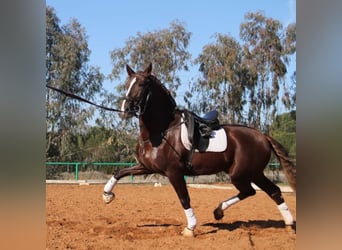 PRE Mix, Hengst, 5 Jahre, 163 cm, Dunkelfuchs