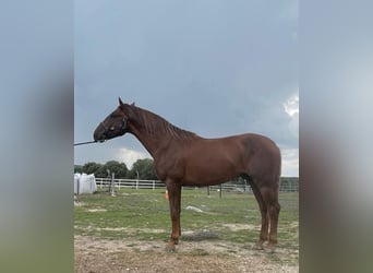 PRE Mix, Hengst, 5 Jahre, 163 cm, Dunkelfuchs