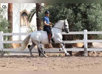 PRE, Hengst, 5 Jahre, 163 cm, Fliegenschimmel