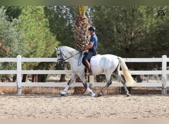 PRE, Hengst, 5 Jahre, 163 cm, Fliegenschimmel