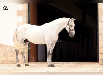 PRE, Hengst, 5 Jahre, 163 cm, Fliegenschimmel