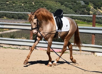 PRE, Hengst, 5 Jahre, 163 cm, Pearl