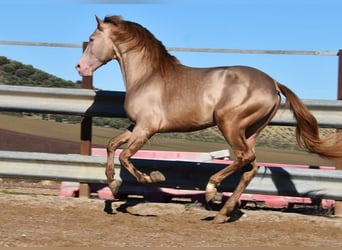 PRE, Hengst, 5 Jahre, 163 cm, Pearl