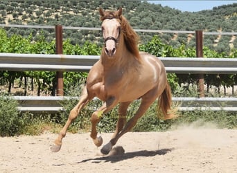 PRE, Hengst, 5 Jahre, 163 cm, Pearl