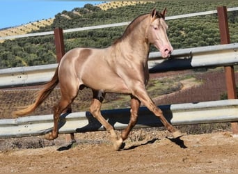 PRE, Hengst, 5 Jahre, 163 cm, Pearl