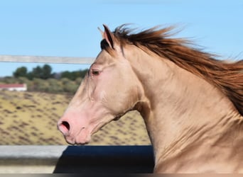 PRE, Hengst, 5 Jahre, 163 cm, Pearl