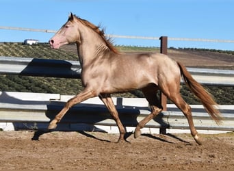 PRE, Hengst, 5 Jahre, 163 cm, Pearl