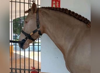 PRE, Hengst, 5 Jahre, 163 cm, Perlino