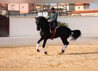 PRE Mix, Hengst, 5 Jahre, 163 cm, Rappe