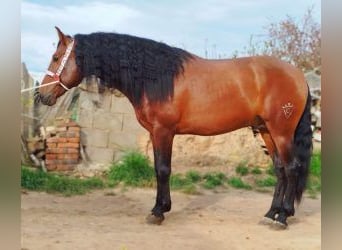 PRE Mix, Hengst, 5 Jahre, 163 cm, Rotbrauner