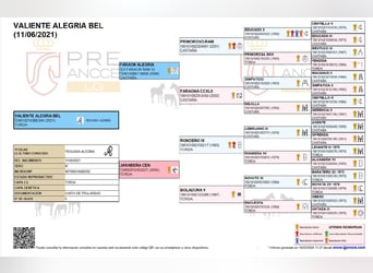 PRE Mix, Hengst, 5 Jahre, 163 cm, Schimmel