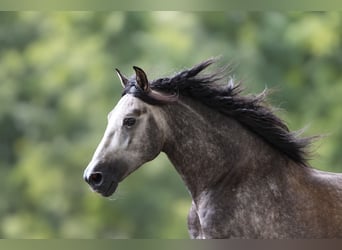 PRE, Hengst, 5 Jahre, 163 cm, Schimmel