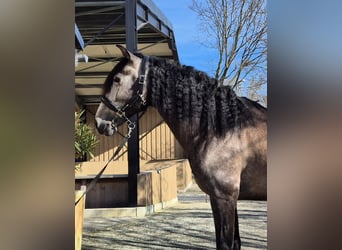 PRE Mix, Hengst, 5 Jahre, 163 cm, Schimmel