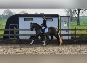 PRE Mix, Hengst, 5 Jahre, 163 cm, Schimmel