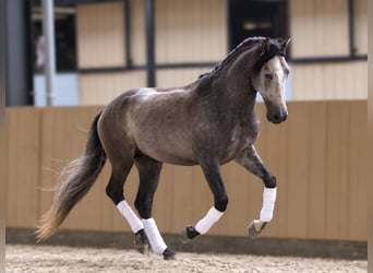 PRE, Hengst, 5 Jahre, 163 cm, Schimmel