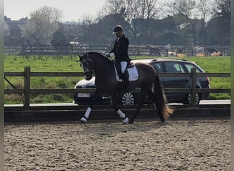 PRE Mix, Hengst, 5 Jahre, 163 cm, Schimmel