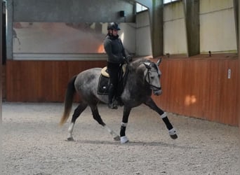 PRE, Hengst, 5 Jahre, 164 cm, Apfelschimmel