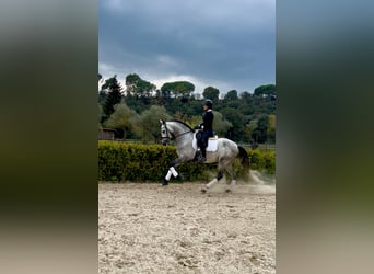 PRE Mix, Hengst, 5 Jahre, 164 cm, Apfelschimmel