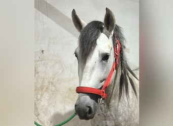 PRE, Hengst, 5 Jahre, 164 cm, Apfelschimmel