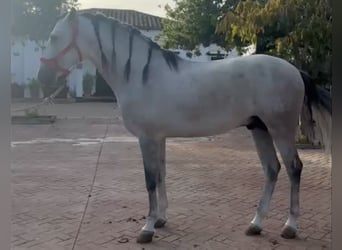 PRE, Hengst, 5 Jahre, 164 cm, Apfelschimmel