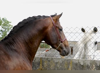 PRE Mix, Hengst, 5 Jahre, 164 cm, Brauner