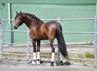 PRE Mix, Hengst, 5 Jahre, 164 cm, Brauner
