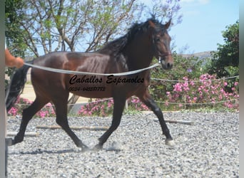 PRE Mix, Hengst, 5 Jahre, 164 cm, Brauner