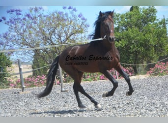 PRE Mix, Hengst, 5 Jahre, 164 cm, Brauner