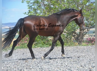 PRE Mix, Hengst, 5 Jahre, 164 cm, Brauner