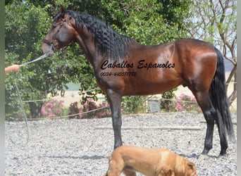 PRE Mix, Hengst, 5 Jahre, 164 cm, Brauner