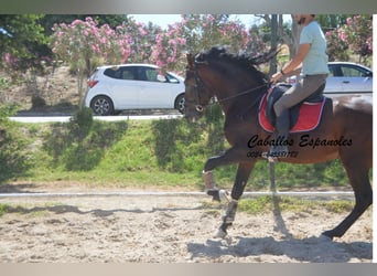 PRE Mix, Hengst, 5 Jahre, 164 cm, Brauner