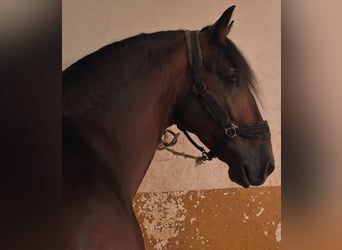 PRE Mix, Hengst, 5 Jahre, 164 cm, Dunkelbrauner