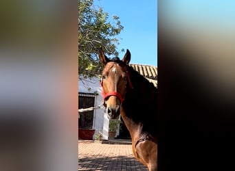 PRE, Hengst, 5 Jahre, 164 cm, Dunkelbrauner