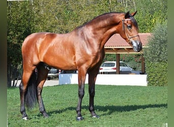 PRE Mix, Hengst, 5 Jahre, 164 cm, Hellbrauner