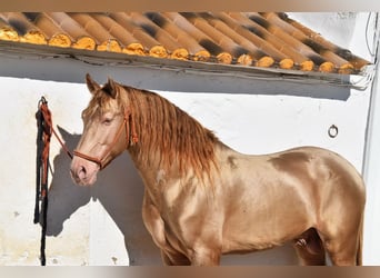 PRE, Hengst, 5 Jahre, 164 cm, Pearl