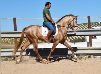 PRE, Hengst, 5 Jahre, 164 cm, Pearl