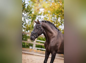 PRE, Hengst, 5 Jahre, 164 cm, Rappe