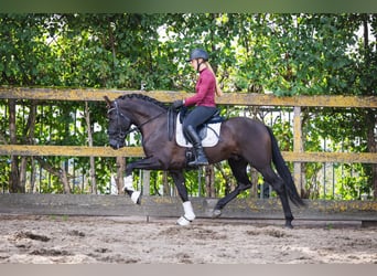 PRE, Hengst, 5 Jahre, 164 cm, Rappe