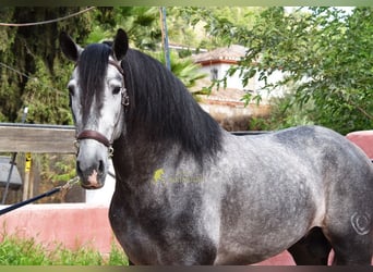 PRE, Hengst, 5 Jahre, 164 cm, Schimmel