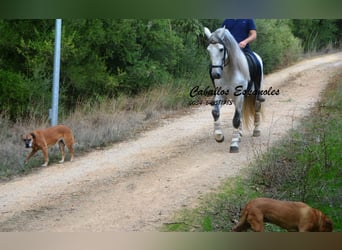 PRE Mix, Hengst, 5 Jahre, 164 cm, Schimmel