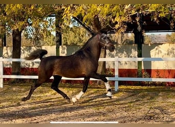 PRE, Hengst, 5 Jahre, 164 cm, Schimmel