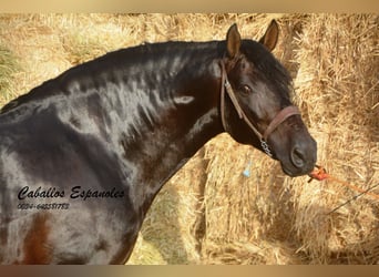 PRE, Hengst, 5 Jahre, 164 cm, Schwarzbrauner