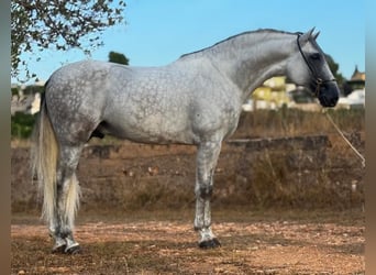 PRE Mix, Hengst, 5 Jahre, 165 cm, Apfelschimmel