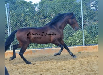 PRE, Hengst, 5 Jahre, 165 cm, Brauner