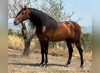PRE Mix, Hengst, 5 Jahre, 165 cm, Dunkelbrauner