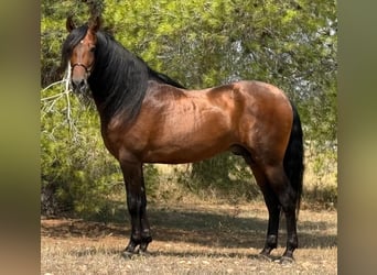 PRE Mix, Hengst, 5 Jahre, 165 cm, Dunkelbrauner