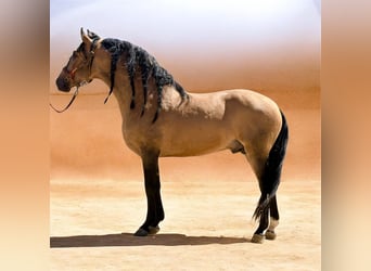 PRE, Hengst, 5 Jahre, 165 cm, Falbe