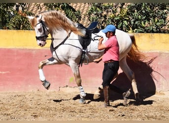 PRE, Hengst, 5 Jahre, 165 cm, Pearl